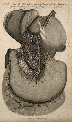 view Nerves of the liver, gall bladder, pancreas and stomach. Line engraving (by Wooding?), 1789.