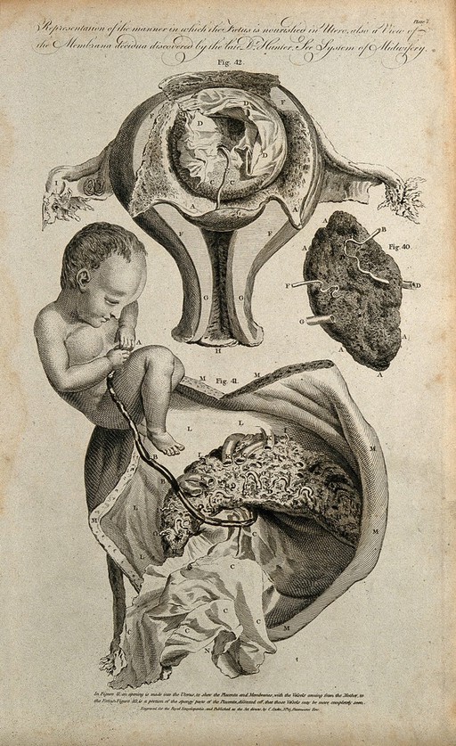 Foetus, uterus and placenta: three figures demonstrating the nourishment of the foetus in utero. Line engraving, ca. 1791.