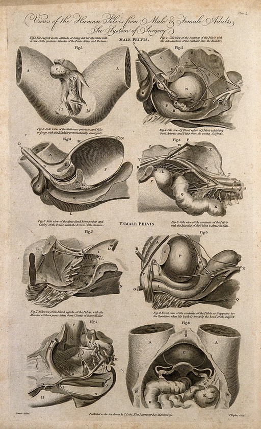 Male and female pelvises: eight figures showing cross-sections of the organs and blood vessels of the male and female pelvis. Line engraving by J. Taylor, 1790, after F. Birnie.