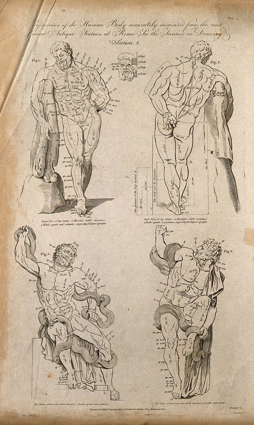 Proportions of the human body: four figures of the classical statues Hercules of Farnese, and Laocoon, with proportions marked. Line engraving by W. Grainger, 1788/1795, after G. Audran(?).
