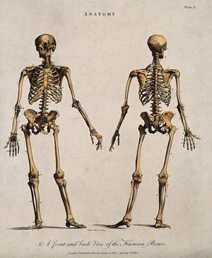 view Human skeleton: front and back views. Coloured line engraving by J. Pass, 1796.