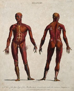 An écorché showing the first layer of muscles: front and back views. Coloured line engraving by J. Pass, 1796.