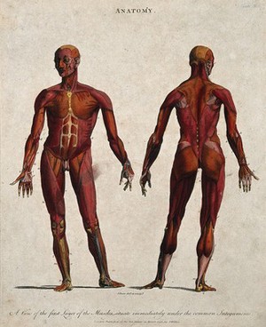 view An écorché showing the first layer of muscles: front and back views. Coloured line engraving by J. Pass, 1796.