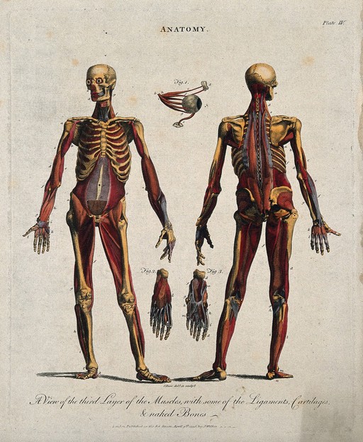 An écorché showing the third layer of muscles, with ligaments, cartilages and bones: front and back views with additional figures detailing an eye, and two feet. Coloured line engraving by J. Pass, 1796.