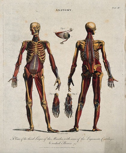 An écorché showing the third layer of muscles, with ligaments, cartilages and bones: front and back views with additional figures detailing an eye, and two feet. Coloured line engraving by J. Pass, 1796.