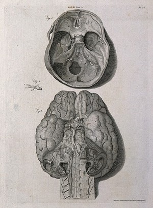 view The base of the skull (above) and the base of the brain (below). Line engraving by A. Bell after G. Bidloo, 1798.