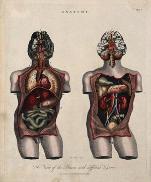 view Brain and viscera: two figures showing a dissected torso, with brain and internal organs. Coloured line engraving by J. Pass, 1796.