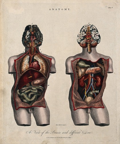 Brain and viscera: two figures showing a dissected torso, with brain and internal organs. Coloured line engraving by J. Pass, 1796.
