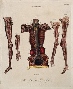 view Lymphatics: five figures showing the lymphatic vessels of a dissected torso, arms and legs. Coloured line engraving by J. Pass, after W. Hewson, 1796.