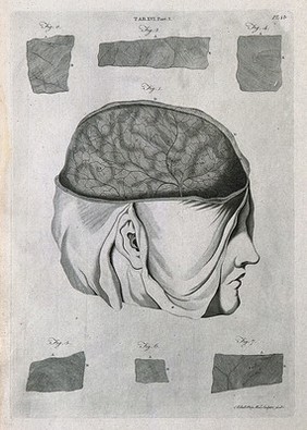 The brain and dura mater: seven figures. Line engraving by A. Bell after F. Vicq-d'Azyr, 1798.