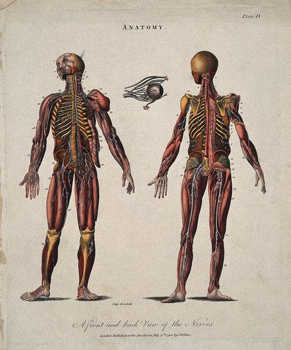 Ecorché figures showing the nerves: front and back views, with an eyeball. Coloured line engraving by J. Pass after W. Hewson, 1796.