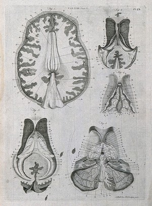 view The brain: five sections. Line engraving by A. Bell after F. Vicq-d'Azyr, 1798.