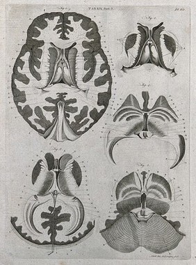 The brain: five sections. Line engraving by A. Bell after F. Vicq-d'Azyr, 1798.