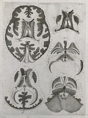 view The brain: five sections. Line engraving by A. Bell after F. Vicq-d'Azyr, 1798.