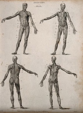 Four écorché figures, front and back views. Line engraving by Heath, after Walker, 1806.