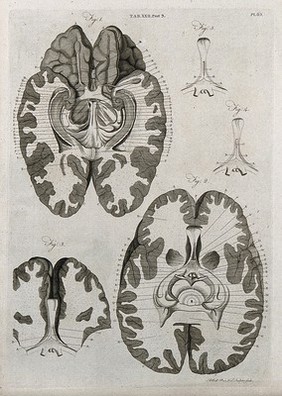 The brain: four sections. Line engraving by A. Bell after F. Vicq-d'Azyr, 1798.