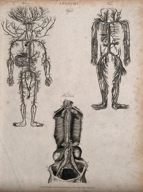 Arterial, venous and absorbent systems: three figures showing the arteries and veins of the human body, with a dissected torso detailing the absorbents. Line engraving by Heath(?), after Walker(?), 1806.