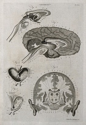 The brain: five sections. Line engraving by A. Bell after F. Vicq-d'Azyr, 1798.