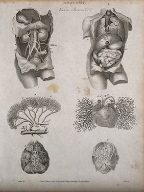 Viscera, heart, brain and blood vessels: six figures, including two views of a dissected torso. Line engraving by Heath, after Walker, 1806.