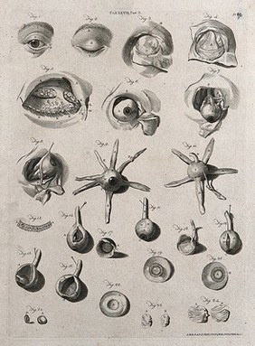 The eye: twenty-four figures. Line engraving by A. Bell after W. Cowper, 1798.