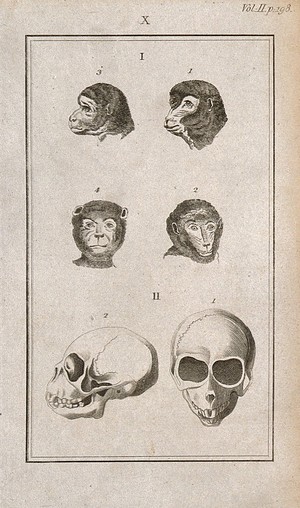 view Apes' skulls: six figures showing ape heads and an ape skull from the front and in profile. Line engraving, 1780/1800?.