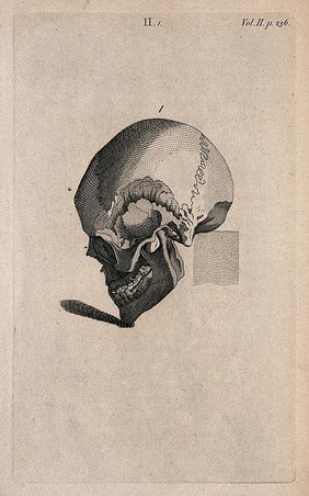 Human skull with chin tilted downward: Line engraving, 1780/1800?.