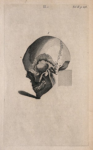 view Human skull with chin tilted downward: Line engraving, 1780/1800?.