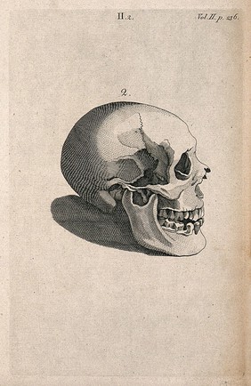 Human skull: side view. Line engraving, 1780/1800?.