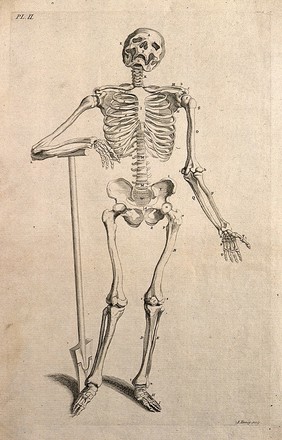 A skeleton leaning on an inscribed tombstone, resting his right hand on a skull. Line engraving by J. Tinney, after A. Vesalius, 1743.