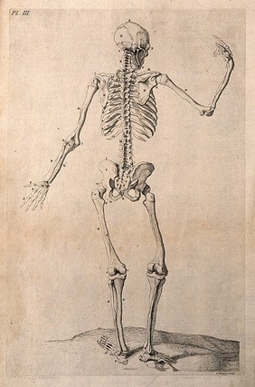 A skeleton with right hand raised, seen from behind. Line engraving by J. Tinney, after W. Cowper, 1743.