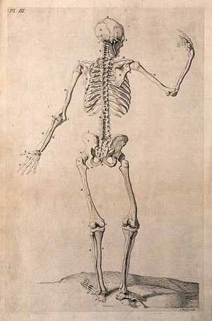 view A skeleton with right hand raised, seen from behind. Line engraving by J. Tinney, after W. Cowper, 1743.