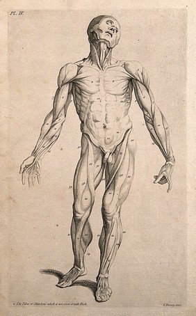 An écorché figure seen from the front. Line engraving by J. Tinney, after A. Vesalius, 1743.