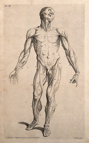 view An écorché figure seen from the front. Line engraving by J. Tinney, after A. Vesalius, 1743.