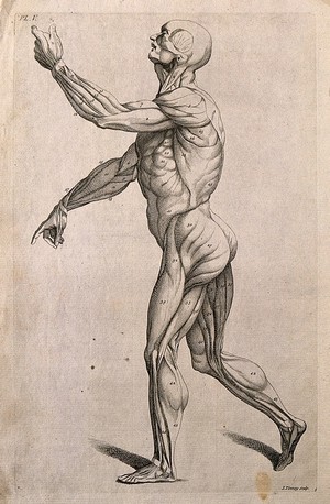 view An écorché figure with left arm raised, seen from the left side. Line engraving by J. Tinney, after A. Vesalius, 1743.