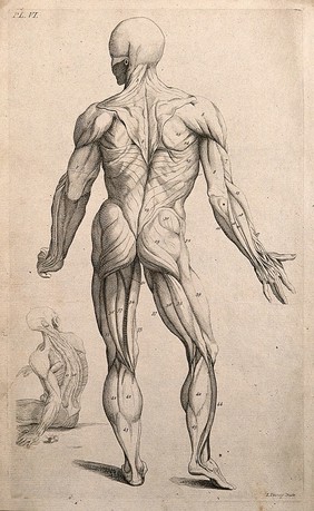 An écorché figure, seen from the back, with an additional seated figure in the bottom left-hand corner. Line engraving by J. Tinney, after A. Vesalius, 1743.