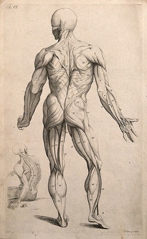view An écorché figure, seen from the back, with an additional seated figure in the bottom left-hand corner. Line engraving by J. Tinney, after A. Vesalius, 1743.