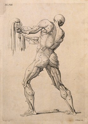 An écorché figure gripping a piece of cloth, with left leg bent, seen from behind. Line engraving by J. Tinney, after W. Cowper, 1743.