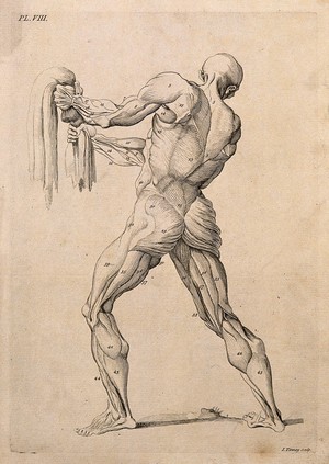 view An écorché figure gripping a piece of cloth, with left leg bent, seen from behind. Line engraving by J. Tinney, after W. Cowper, 1743.