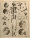 view Skeleton, front view, with bones of the skull: seventeen figures. Line engraving by A. Bell, 1771/1783.