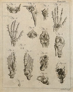 view Bones of the hand, foot and knee etc: fifteen figures. Line engraving by A. Bell, 1771/1783.