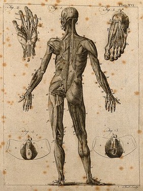 An écorché figure seen from behind, with details of the muscles of the hand and foot, and the male genitalia: five figures. Line engraving by A. Bell, 1771/1783.
