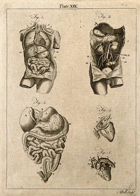 Viscera: five figures showing the internal organs of the torso. Line engraving by A. Bell, 1771/1783.