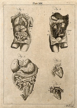 view Viscera: five figures showing the internal organs of the torso. Line engraving by A. Bell, 1771/1783.