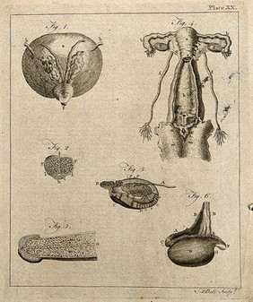 Urogenital system: six figures showing male and female urogenital organs. Line engraving by A. Bell, 1771/1783.