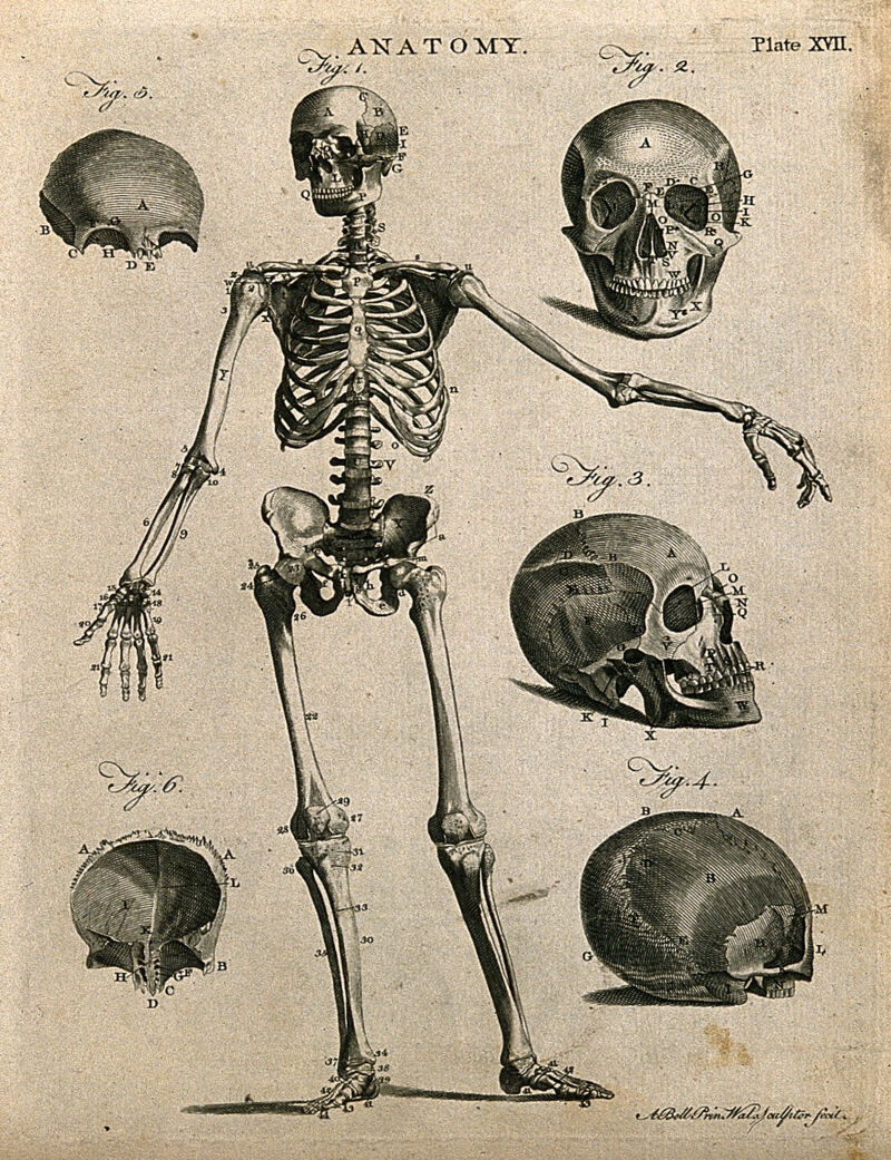 Skeleton of a woman: anterior view. Line engraving by A. Bell