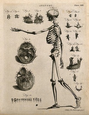 view Skeleton with left arm extended, side view, with eighteen further figures of skull bones and teeth. Line engraving by A. Bell, 1771/1783.