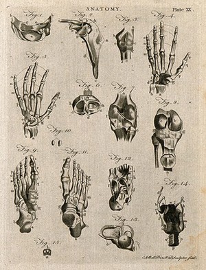 view Bones of the hand, foot and knee etc: fifteen figures. Line engraving by A. Bell, 1788/1797.