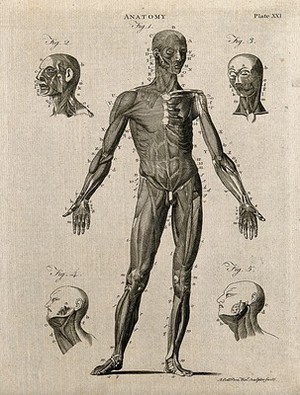 view An écorché figure seen from the front, with details of the facial and neck muscles: five figures. Line engraving by A. Bell, 1788/1797.