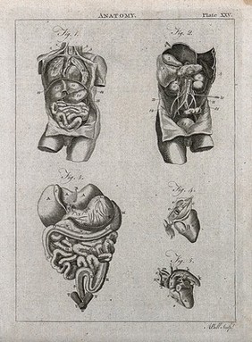 Viscera: five figures showing the internal organs of the torso. Line engraving by A. Bell, 1788/1797.