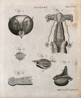 Urogenital system: six figures showing male and female urogenital organs. Line engraving by A. Bell, 1788/1797.